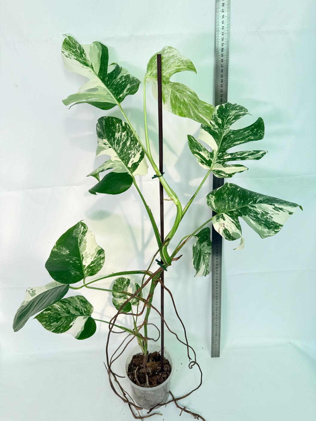 Monstera Albo Variegata XXL 01