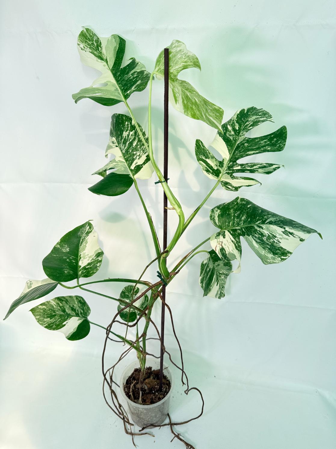 Monstera Albo Variegata XXL 02