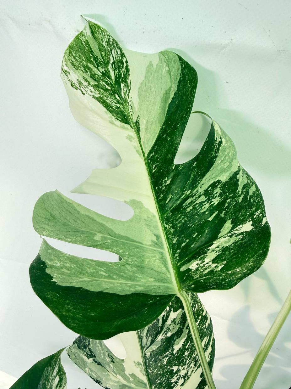 Monstera Albo Variegata XXL 03