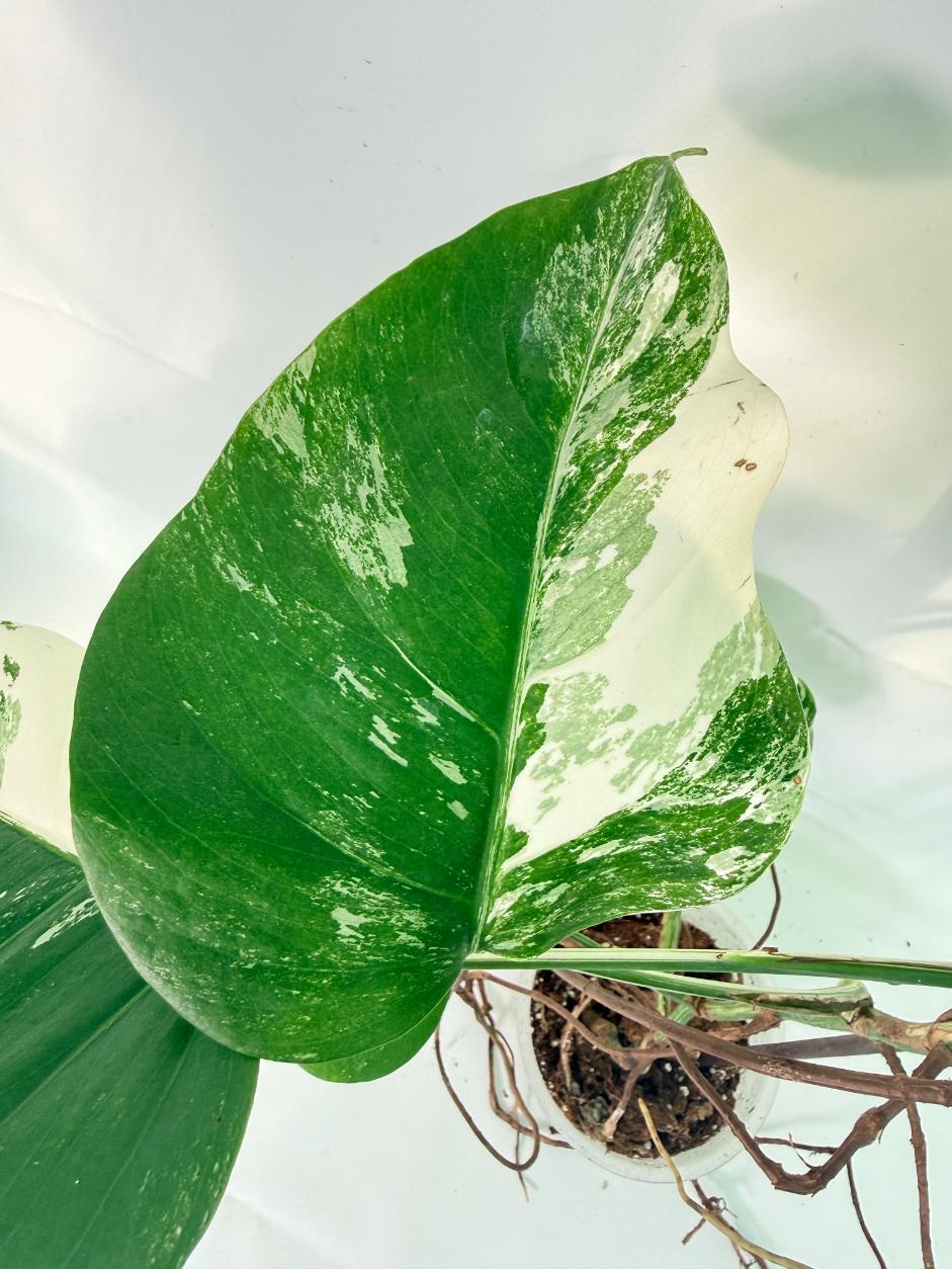 Monstera Albo Variegata XXL 04