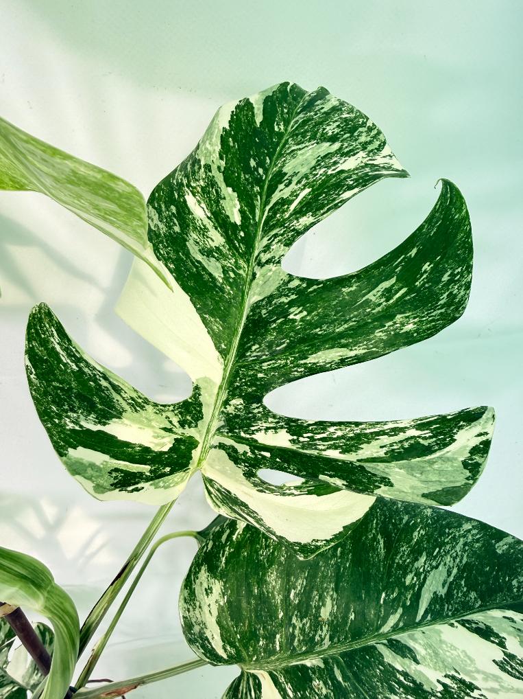 Monstera Albo Variegata XXL 05