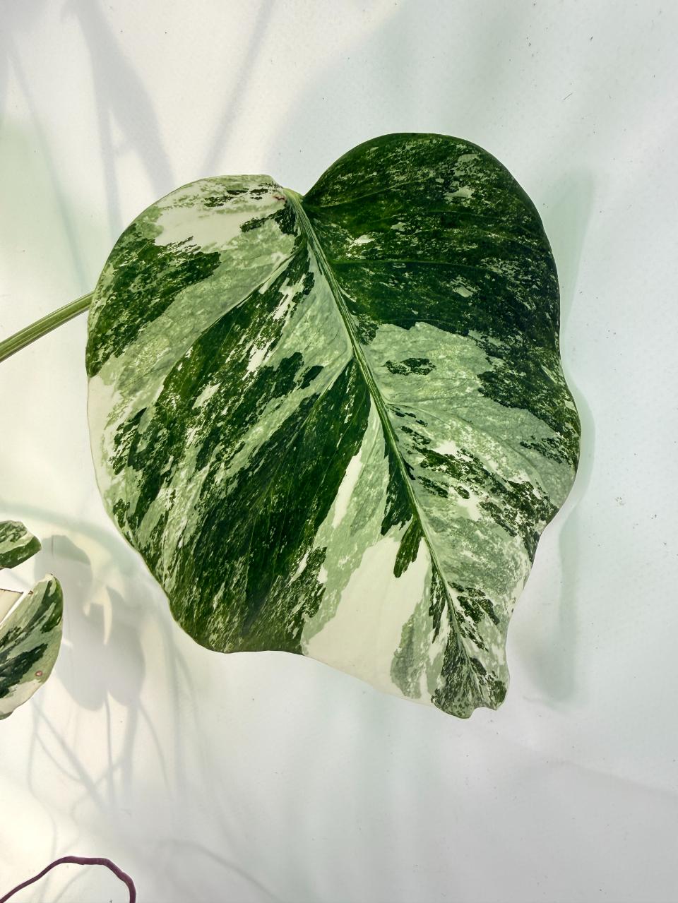 Monstera Albo Variegata XXL 06