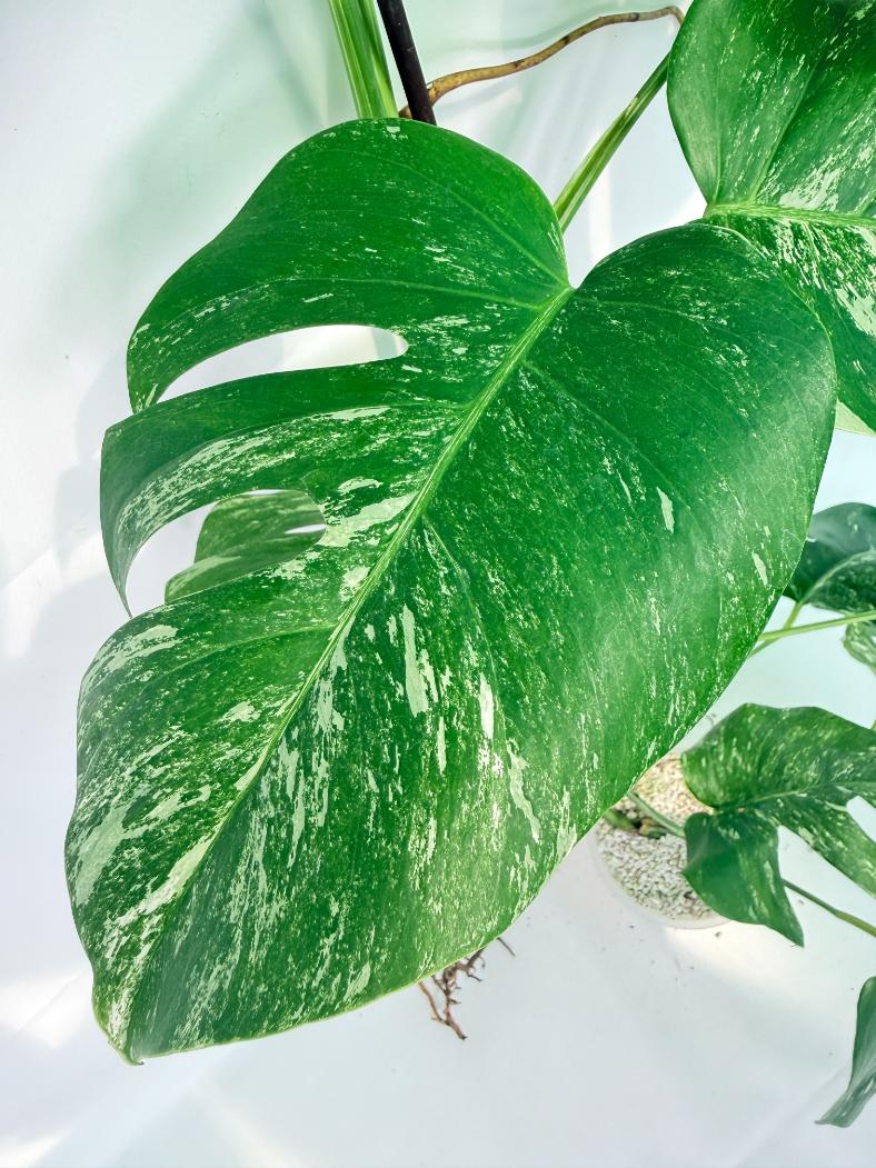 Monstera Albo Variegata XXL 08