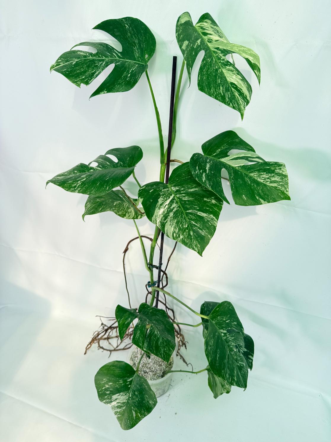 Monstera Albo Variegata XXL 01