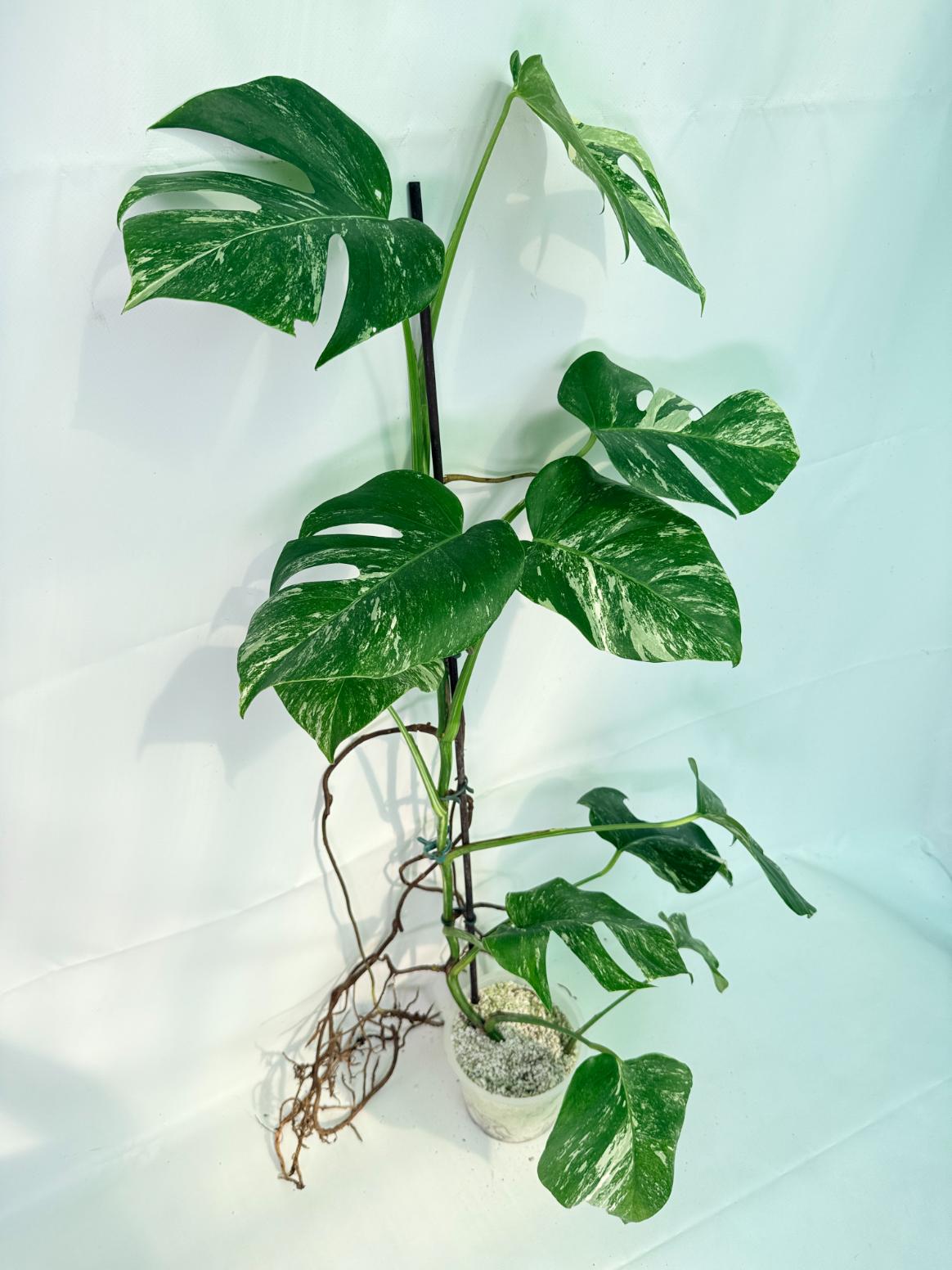 Monstera Albo Variegata XXL 03