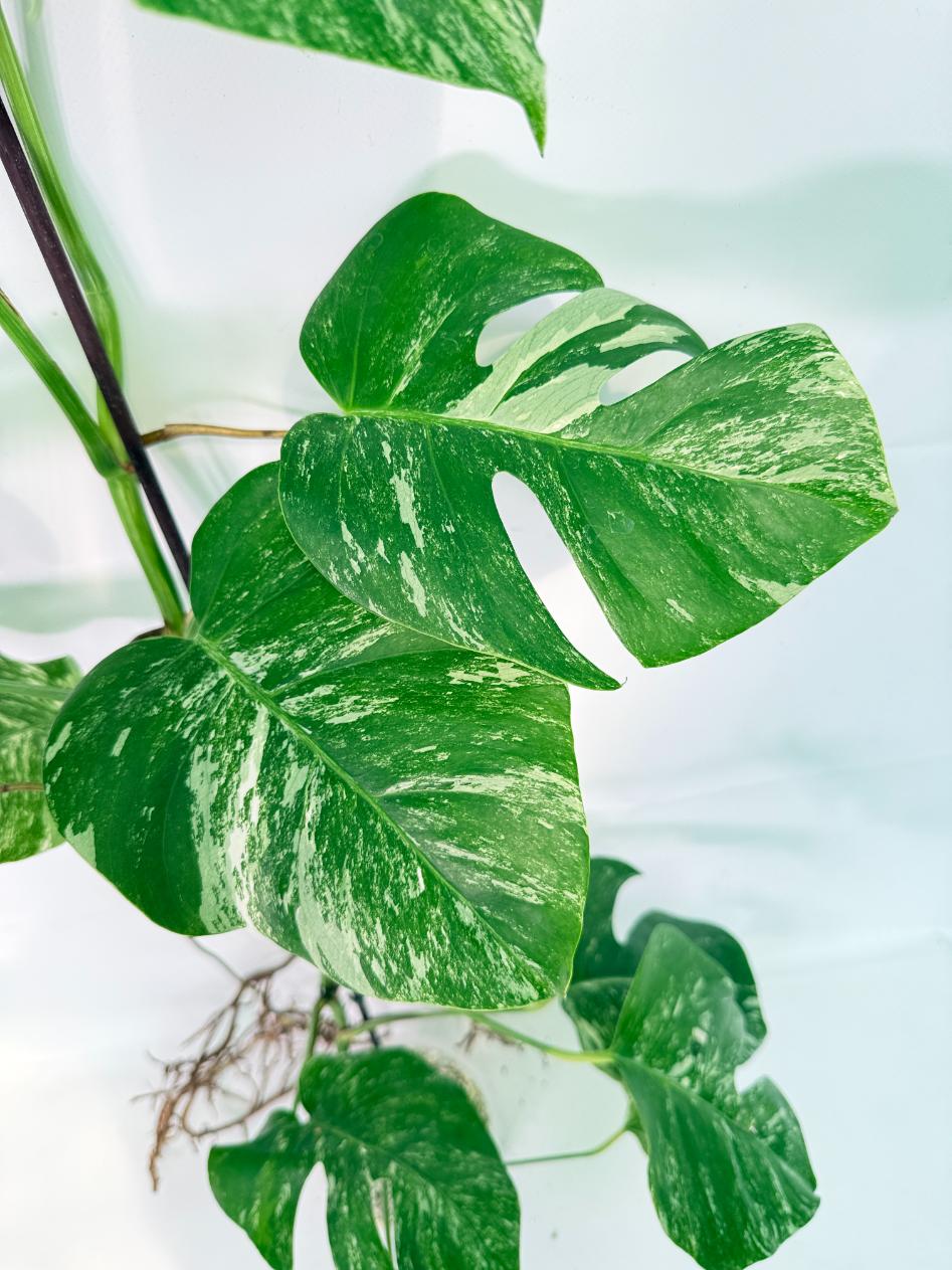 Monstera Albo Variegata XXL 04