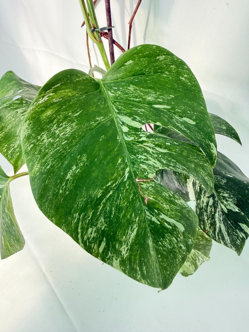 Monstera Albo Variegata XXL 05