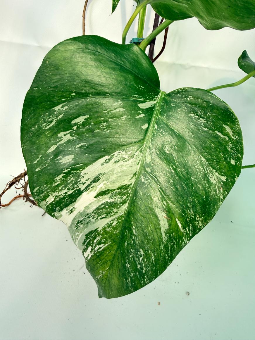 Monstera Albo Variegata XXL 06