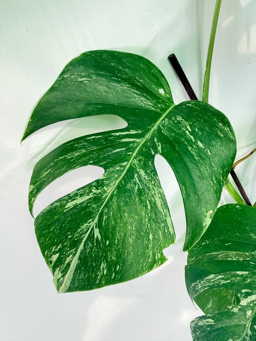 Monstera Albo Variegata XXL 07