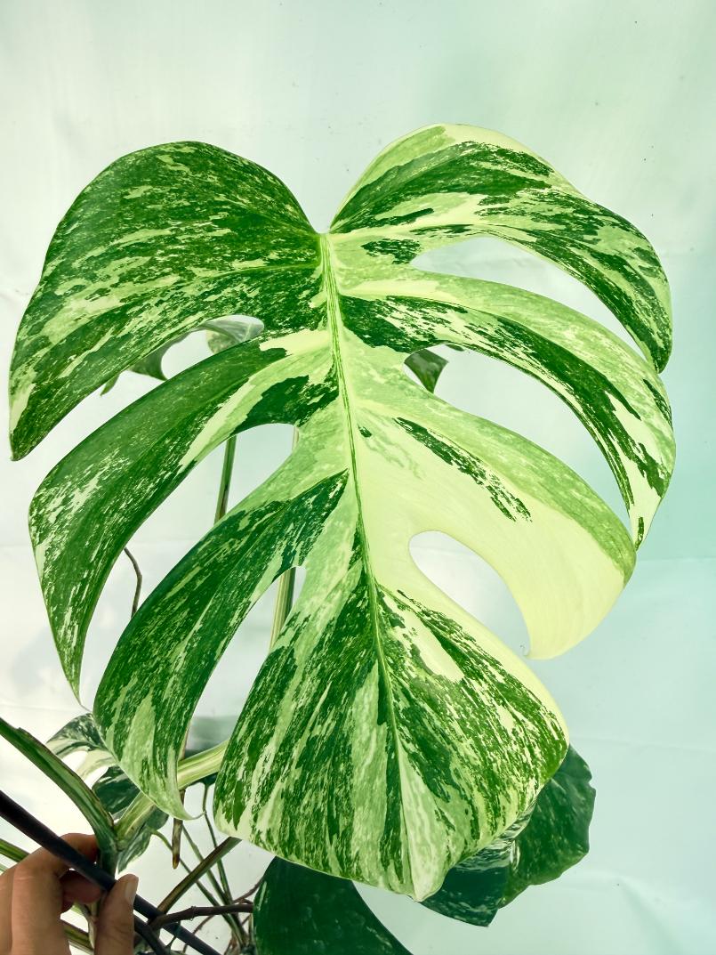 Monstera Albo Variegata XXL 09