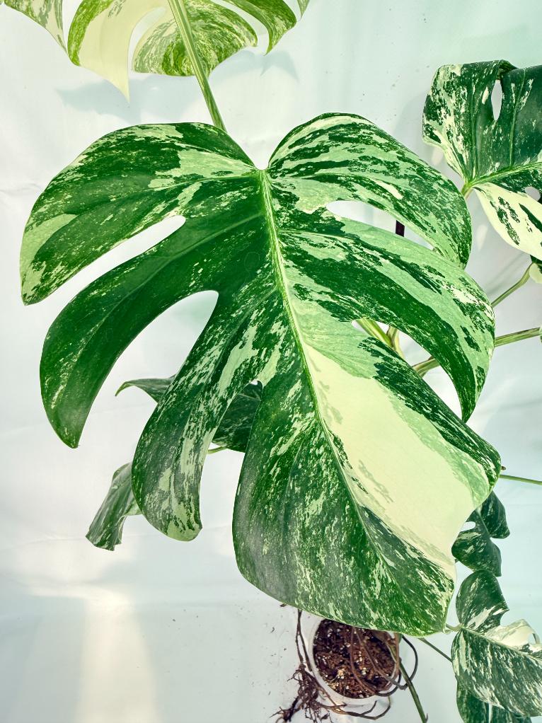 Monstera Albo Variegata XXL 10