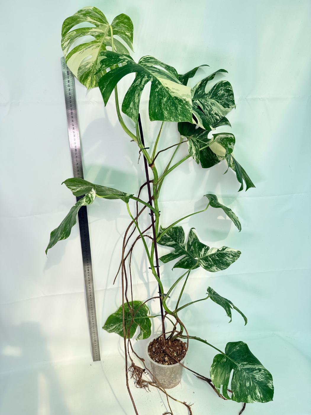 Monstera Albo Variegata XXL 01