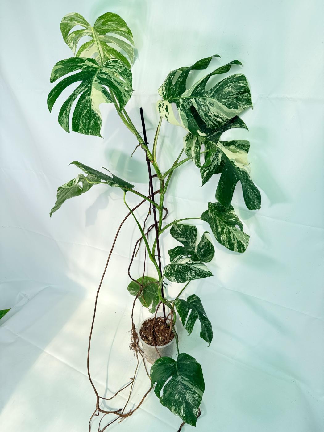 Monstera Albo Variegata XXL 02