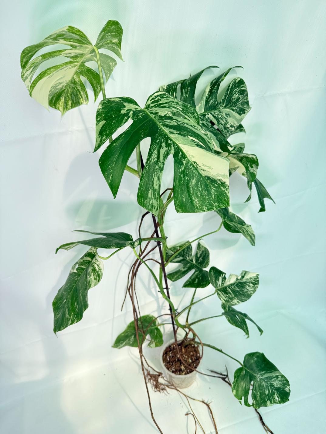 Monstera Albo Variegata XXL 03