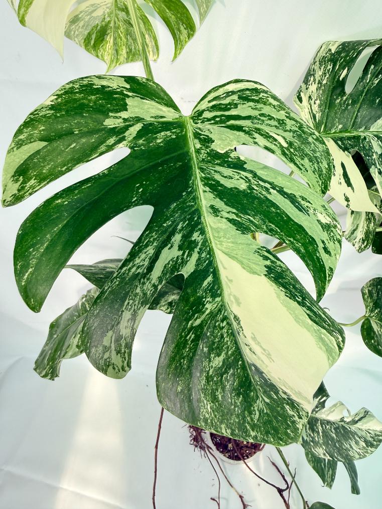 Monstera Albo Variegata XXL 04