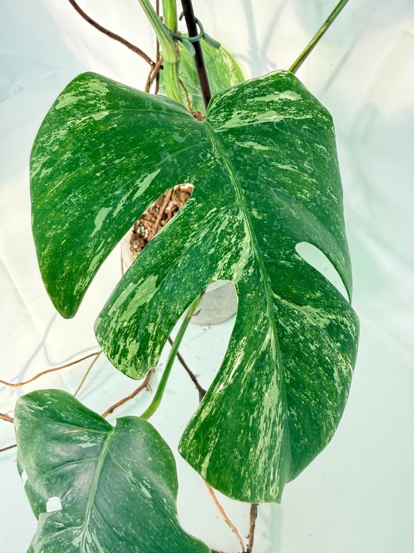 Monstera Albo Variegata XXL 05