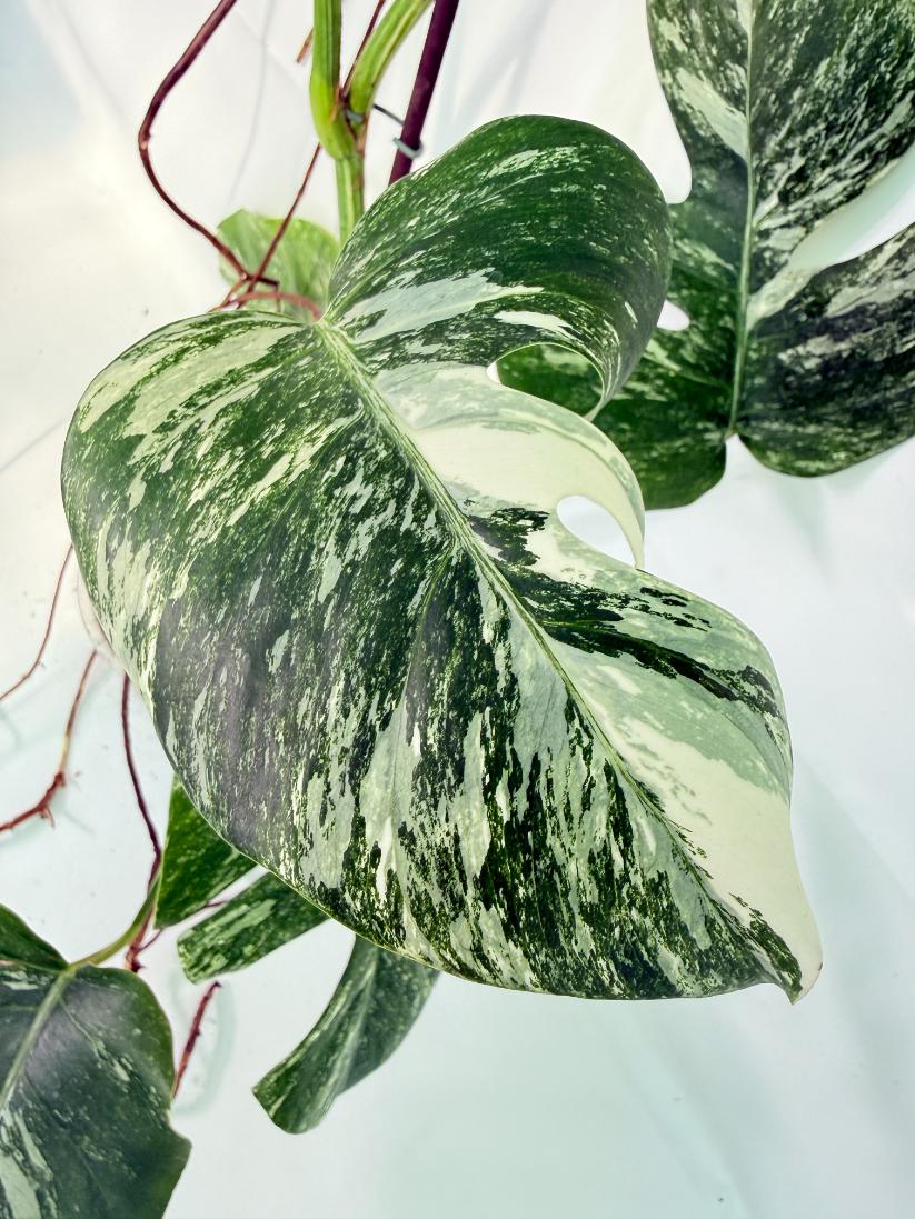 Monstera Albo Variegata XXL 06