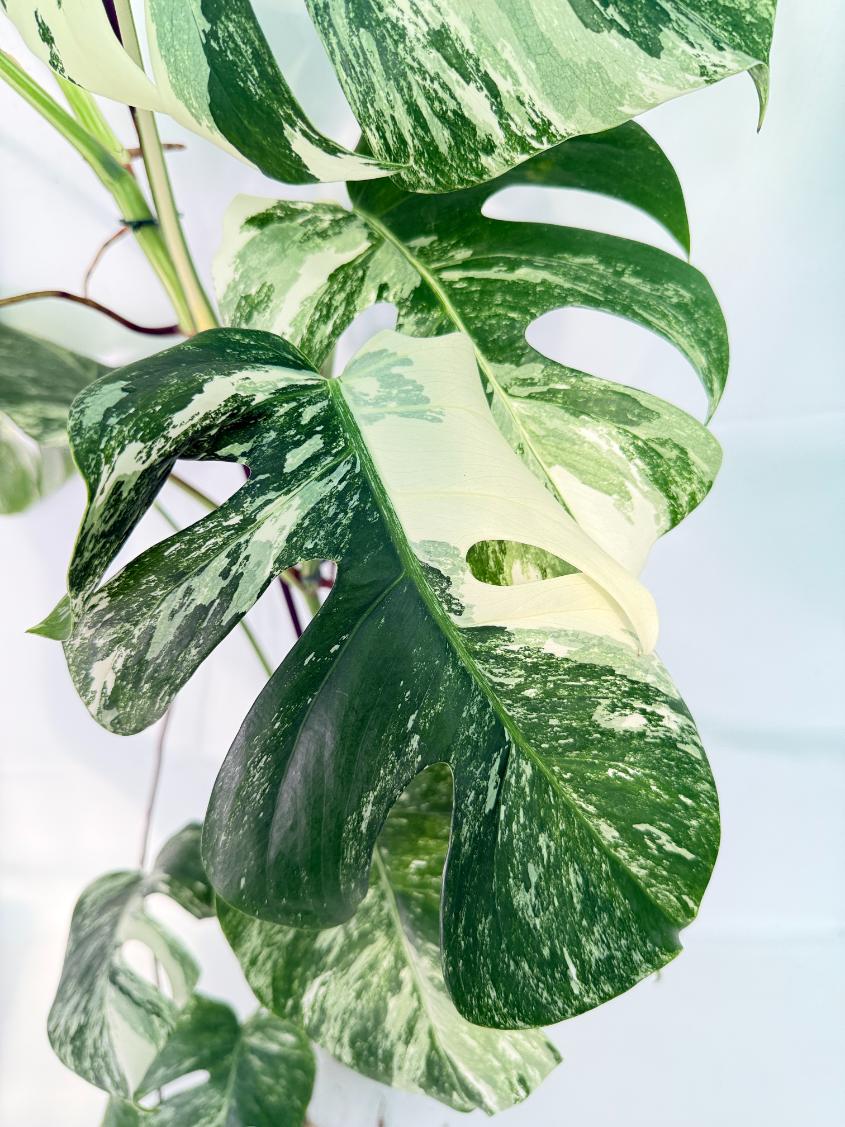 Monstera Albo Variegata XXL 07