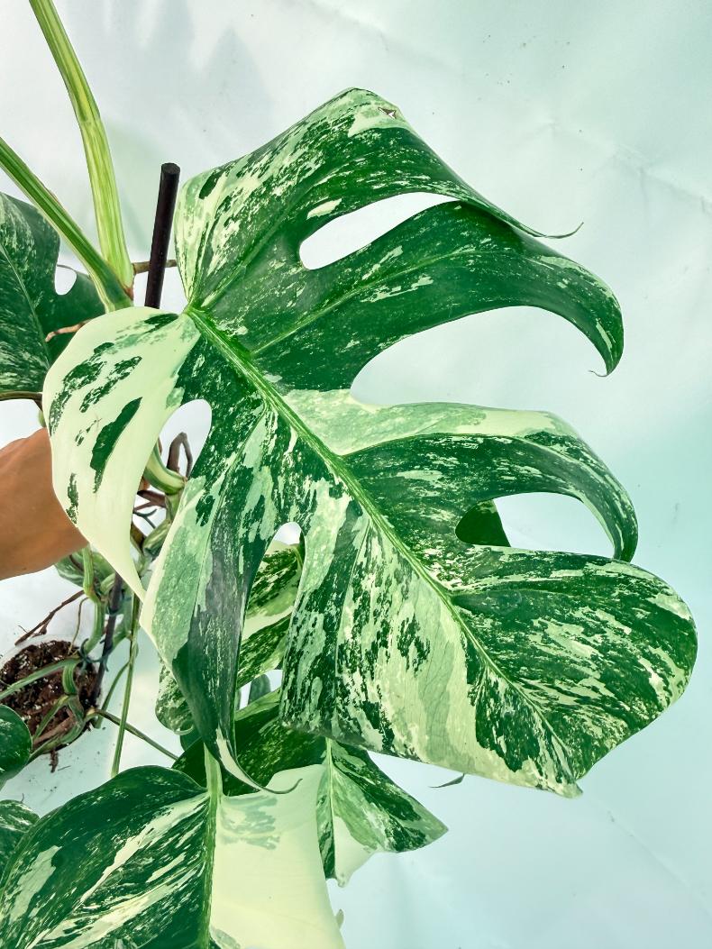 Monstera Albo Variegata XXL 08