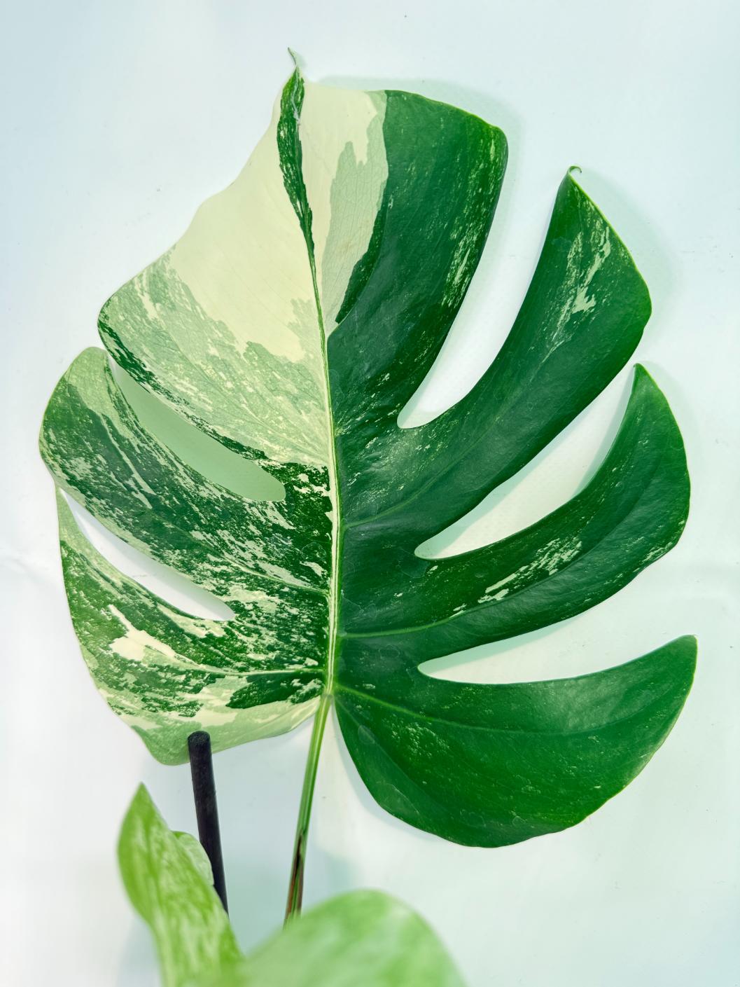 Monstera Albo Variegata XXL 08