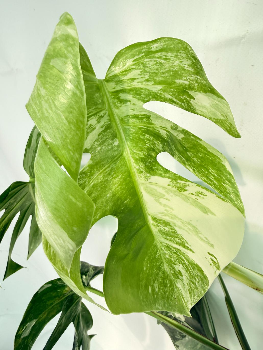 Monstera Albo Variegata XXL 09
