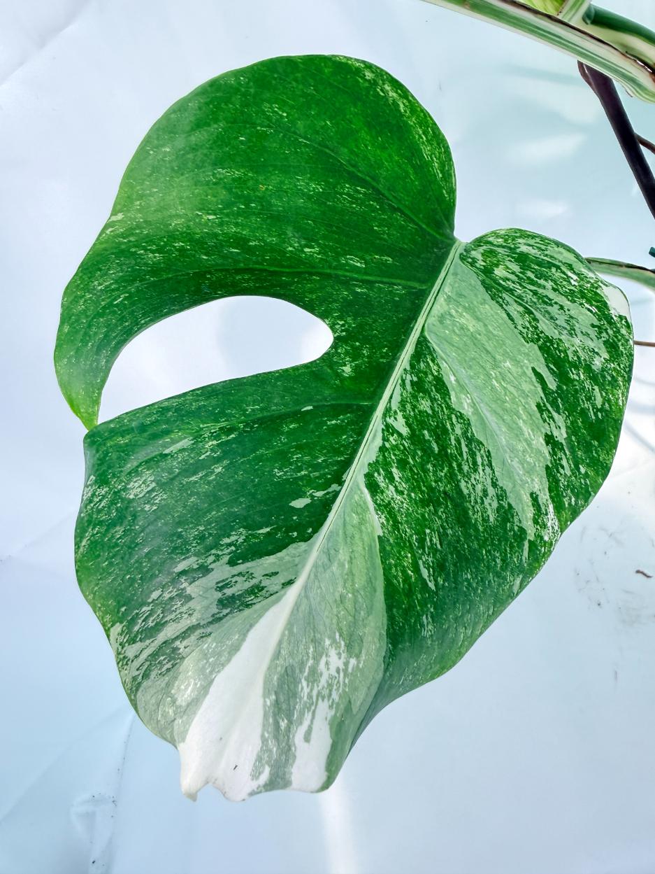 Monstera Albo Variegata XXL 10