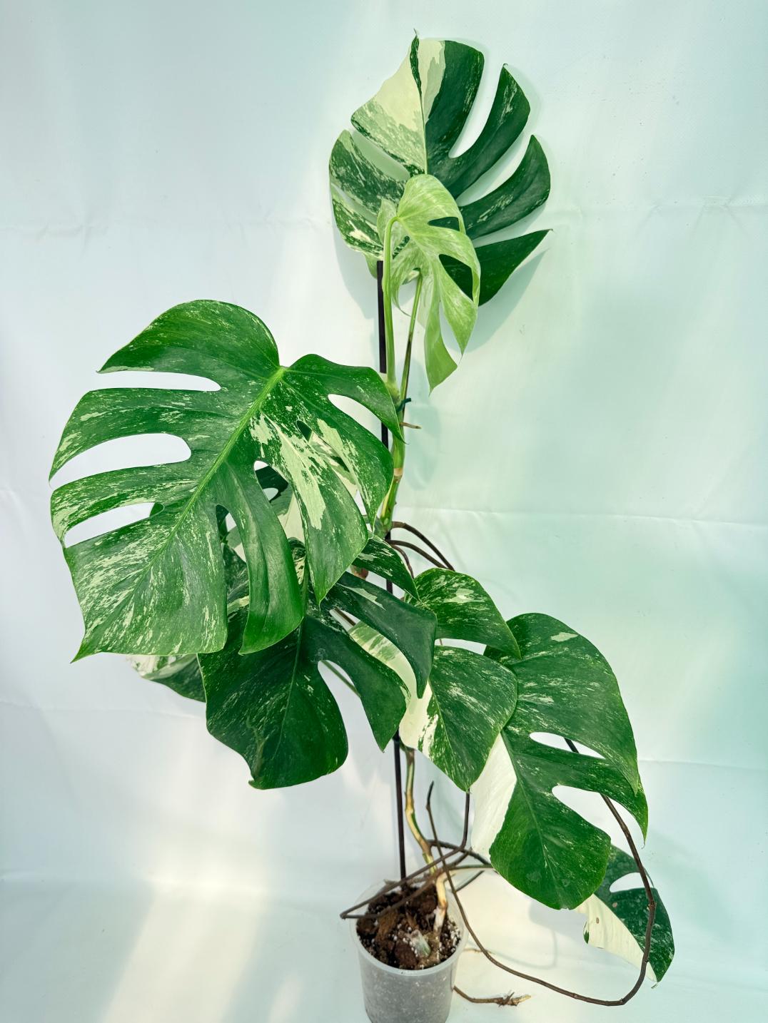 Monstera Albo Variegata XXL 01