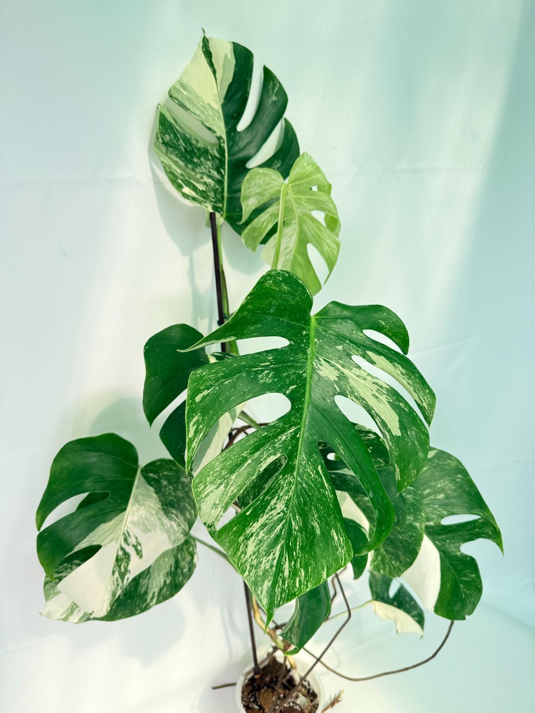 Monstera Albo Variegata XXL 03