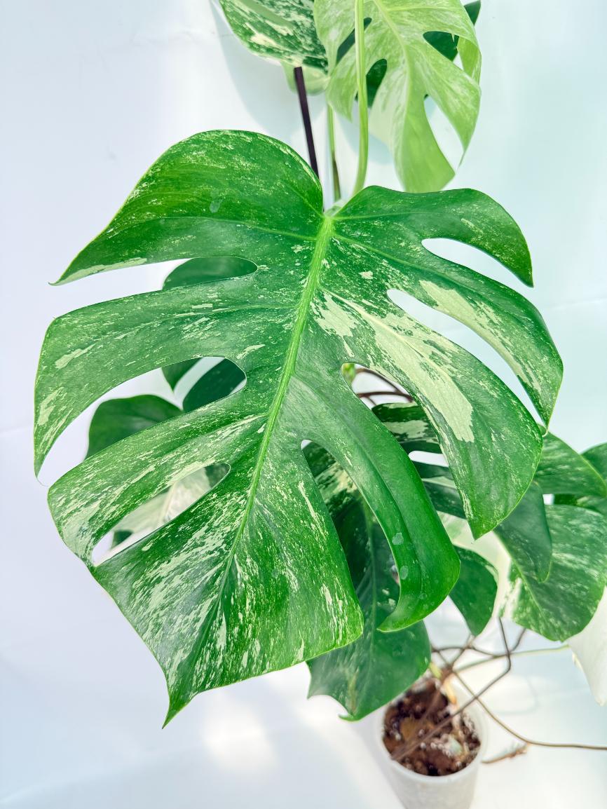 Monstera Albo Variegata XXL 04
