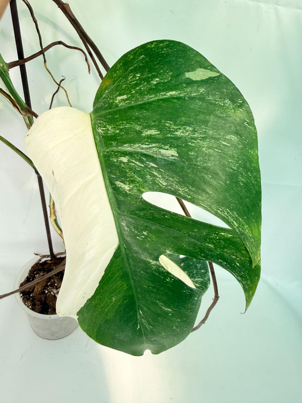 Monstera Albo Variegata XXL 05