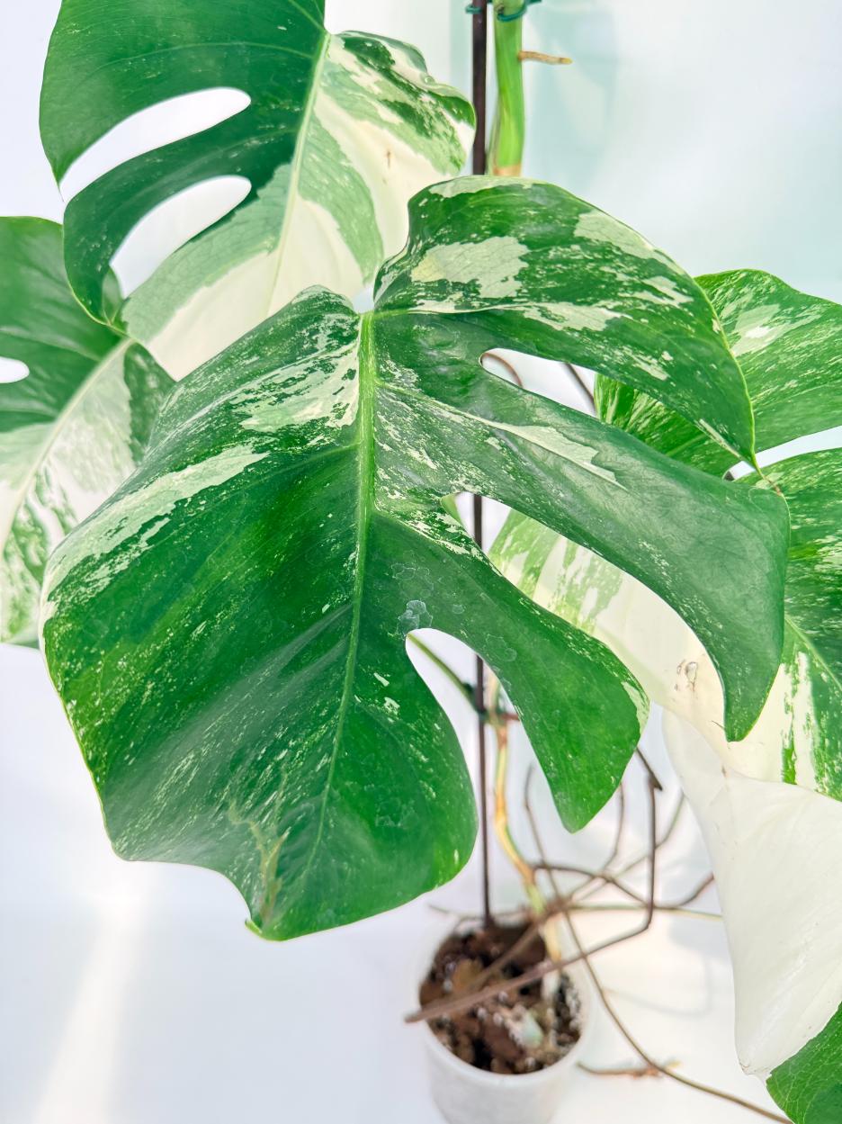Monstera Albo Variegata XXL 06