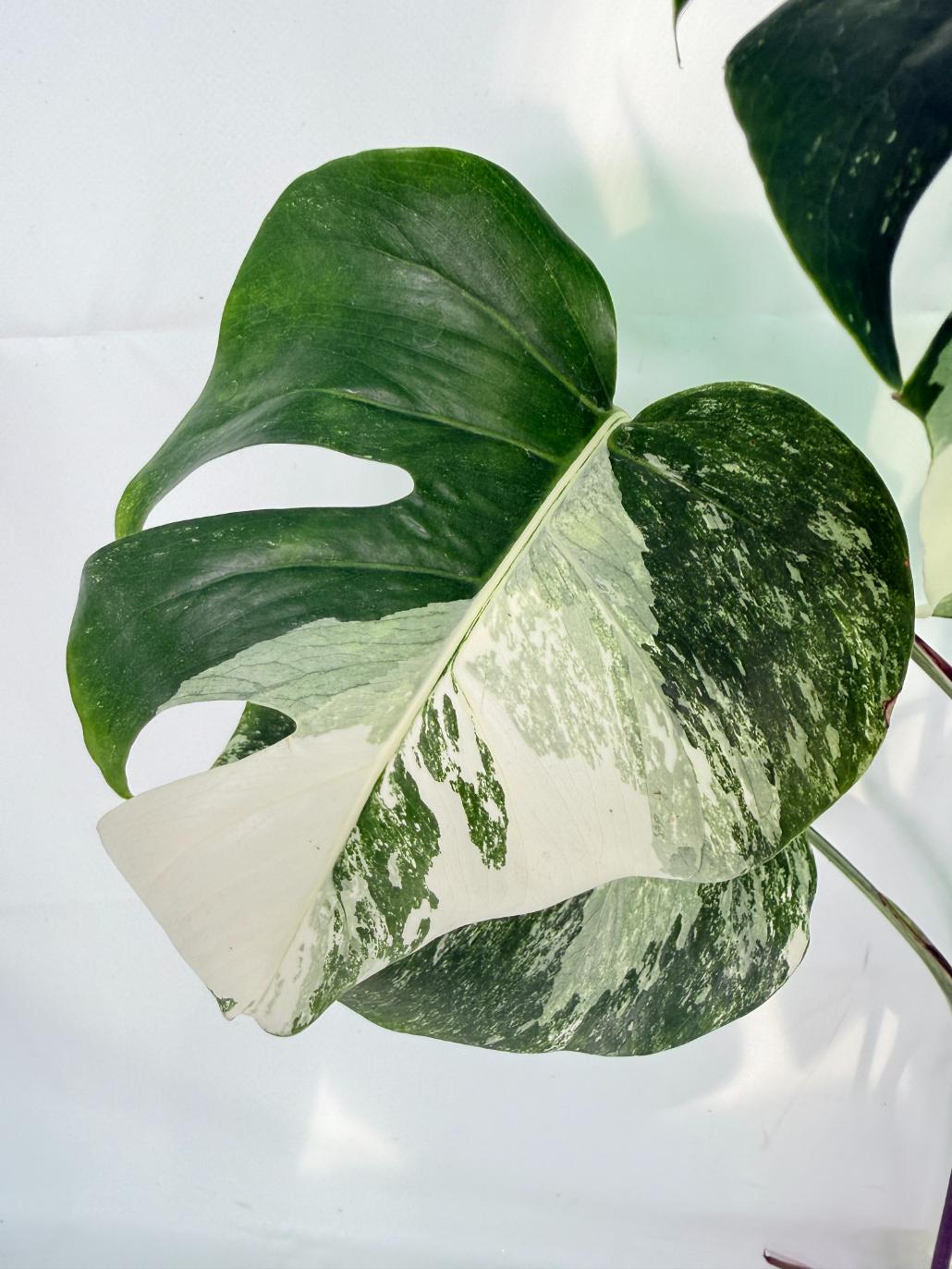 Monstera Albo Variegata XXL 07