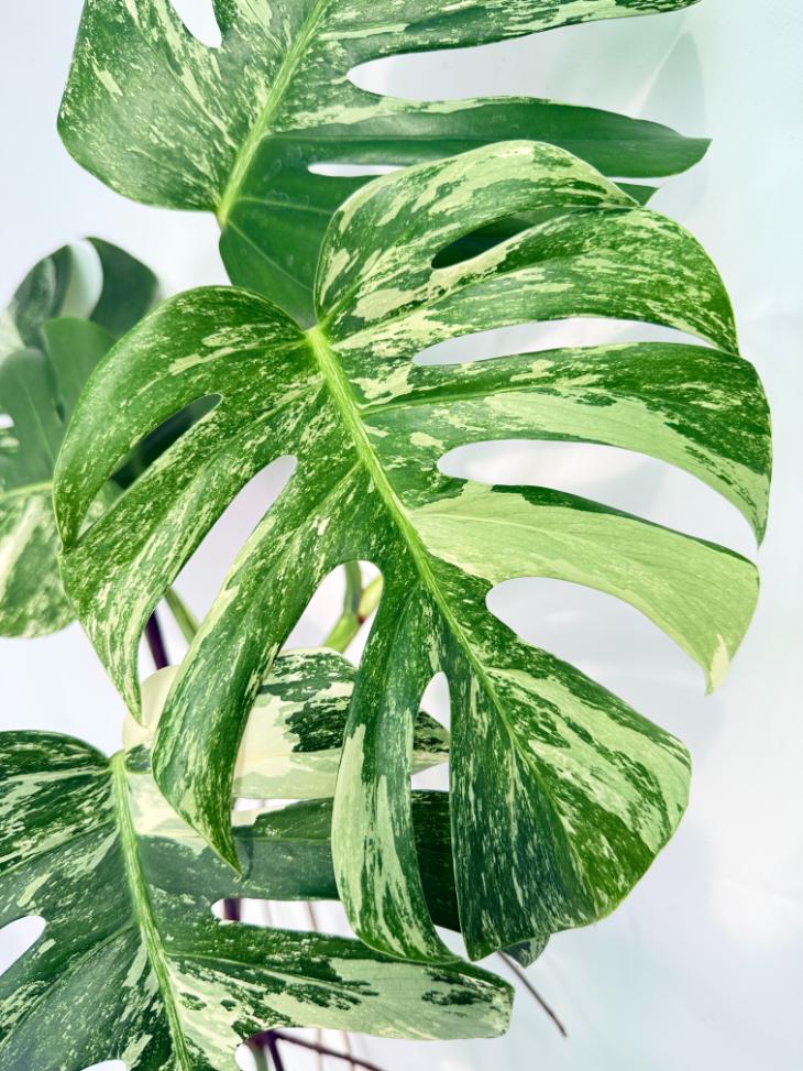 Monstera Albo Variegata XXL 08