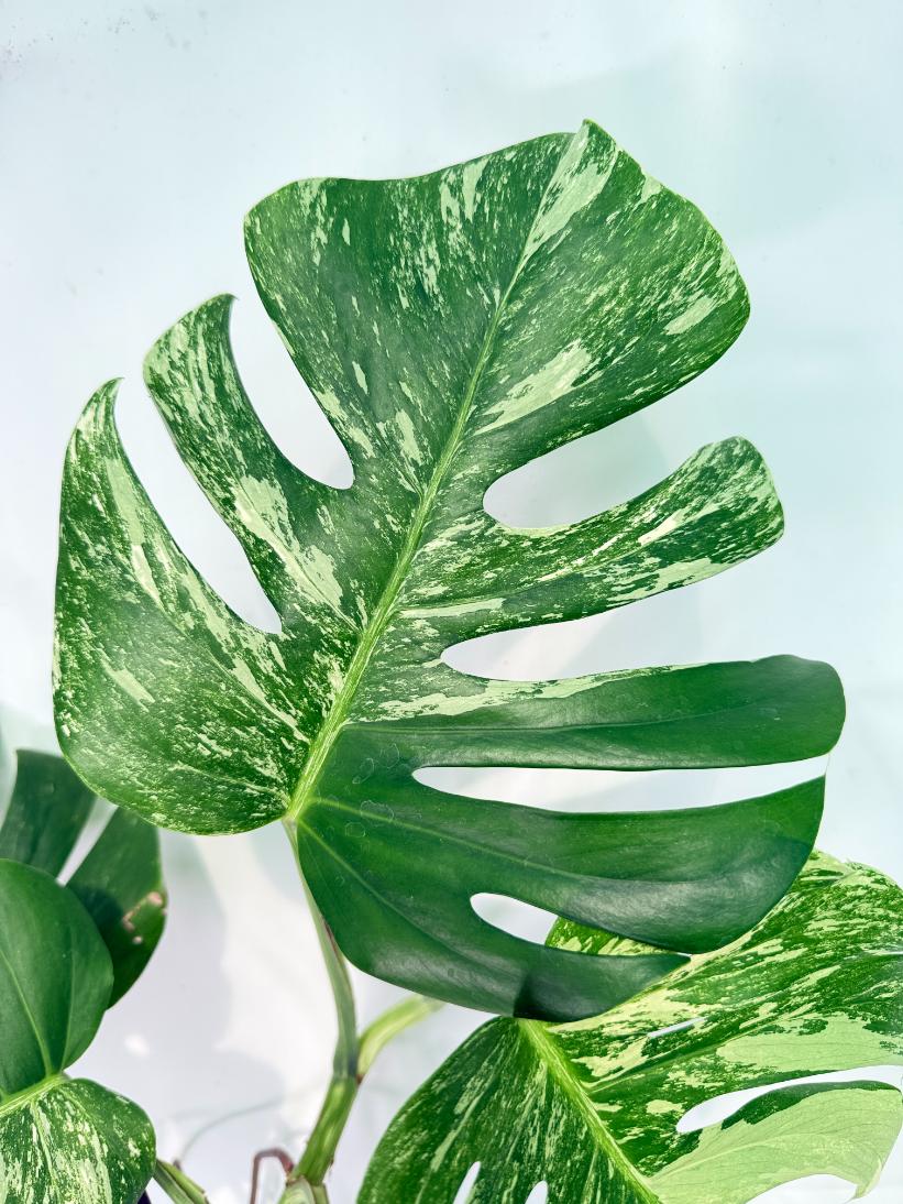Monstera Albo Variegata XXL 09
