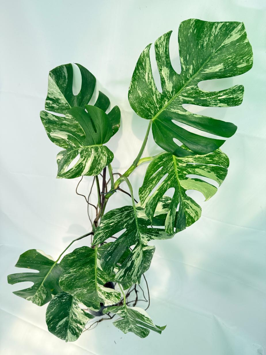 Monstera Albo Variegata XXL 10