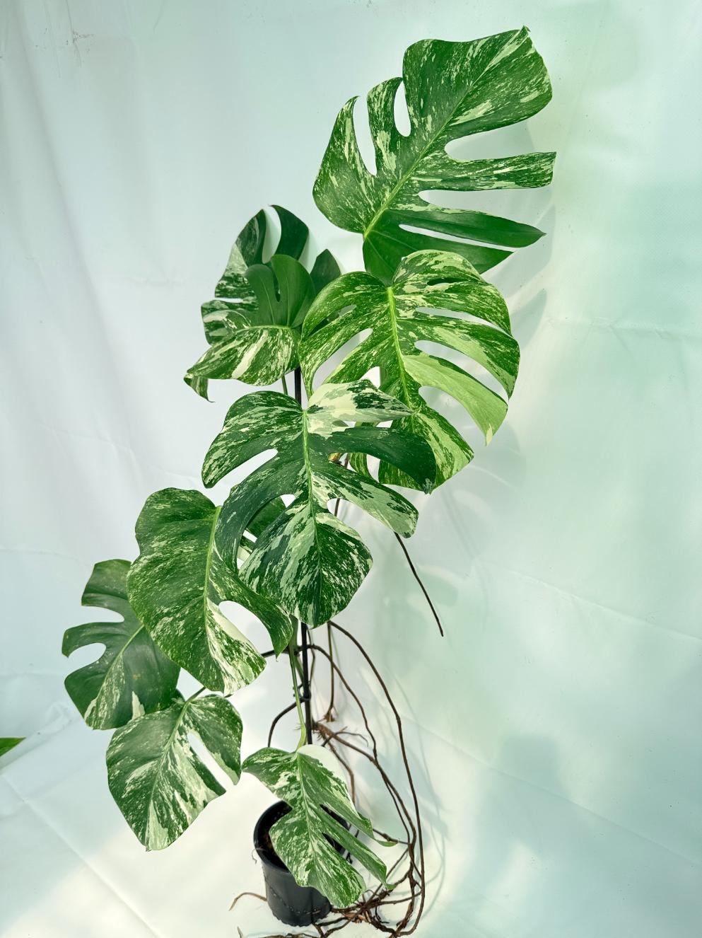 Monstera Albo Variegata XXL 01