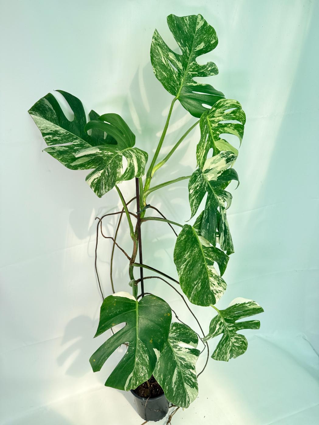 Monstera Albo Variegata XXL 03