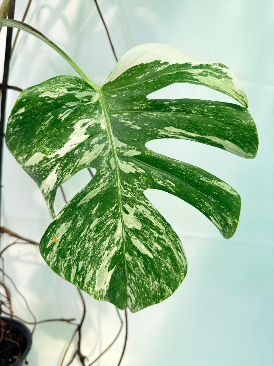 Monstera Albo Variegata XXL 04