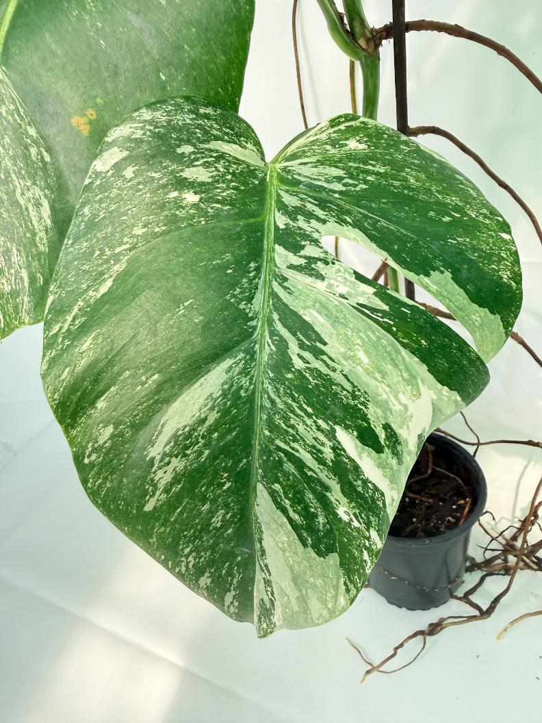 Monstera Albo Variegata XXL 05