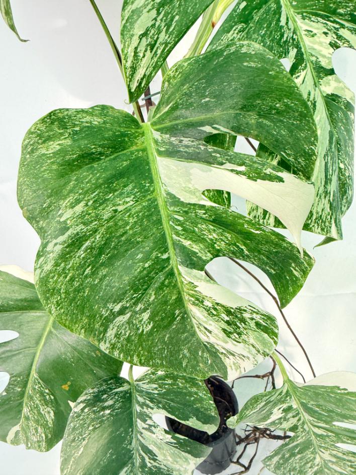 Monstera Albo Variegata XXL 06