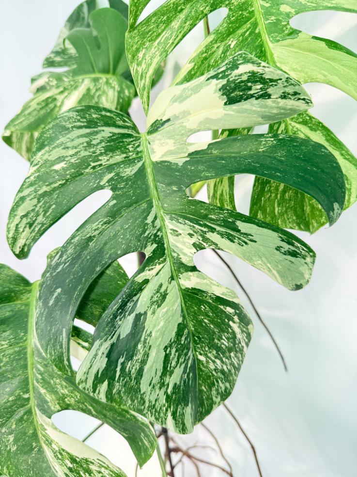 Monstera Albo Variegata XXL 07