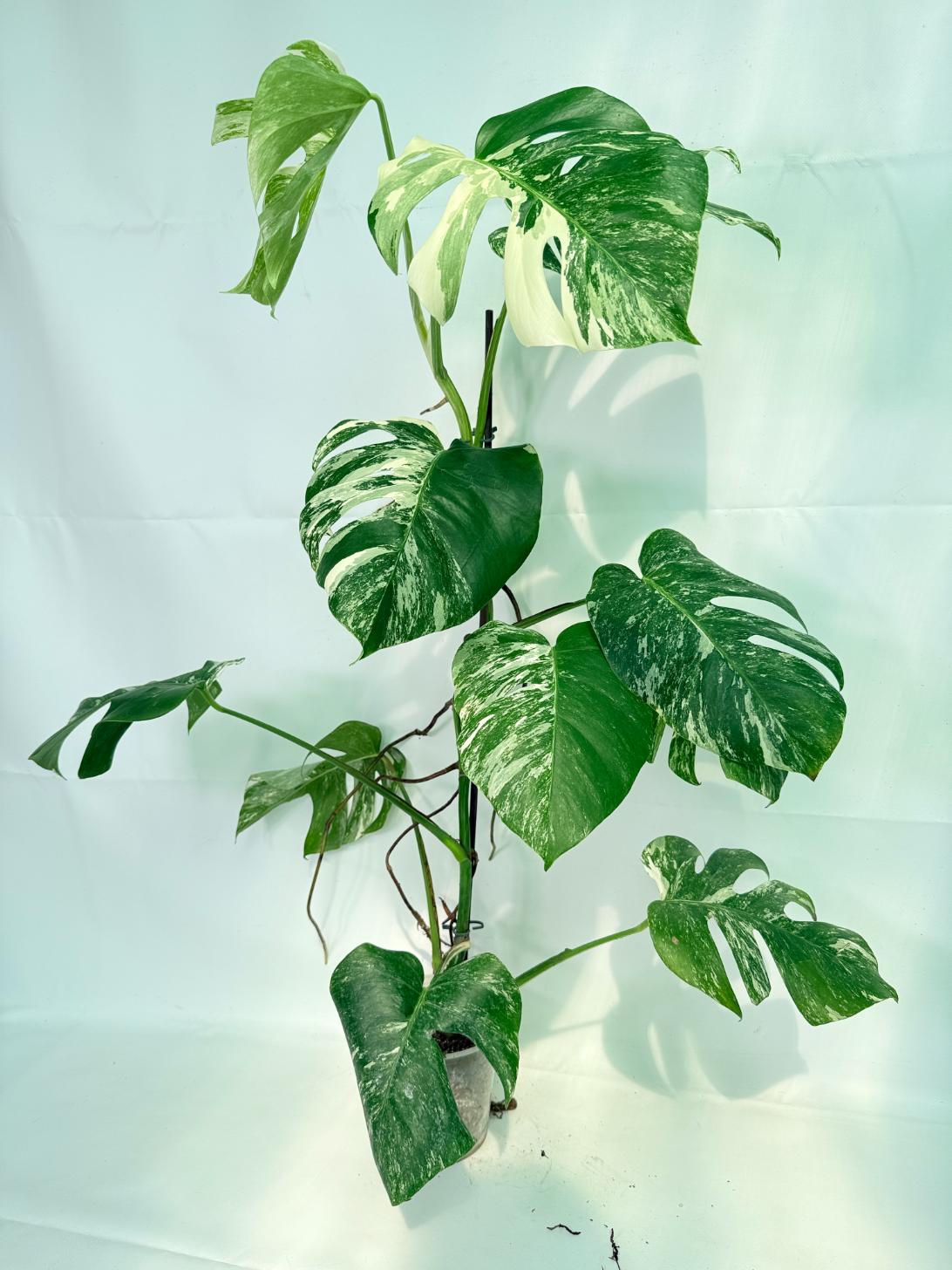 Monstera Albo Variegata XXL 09