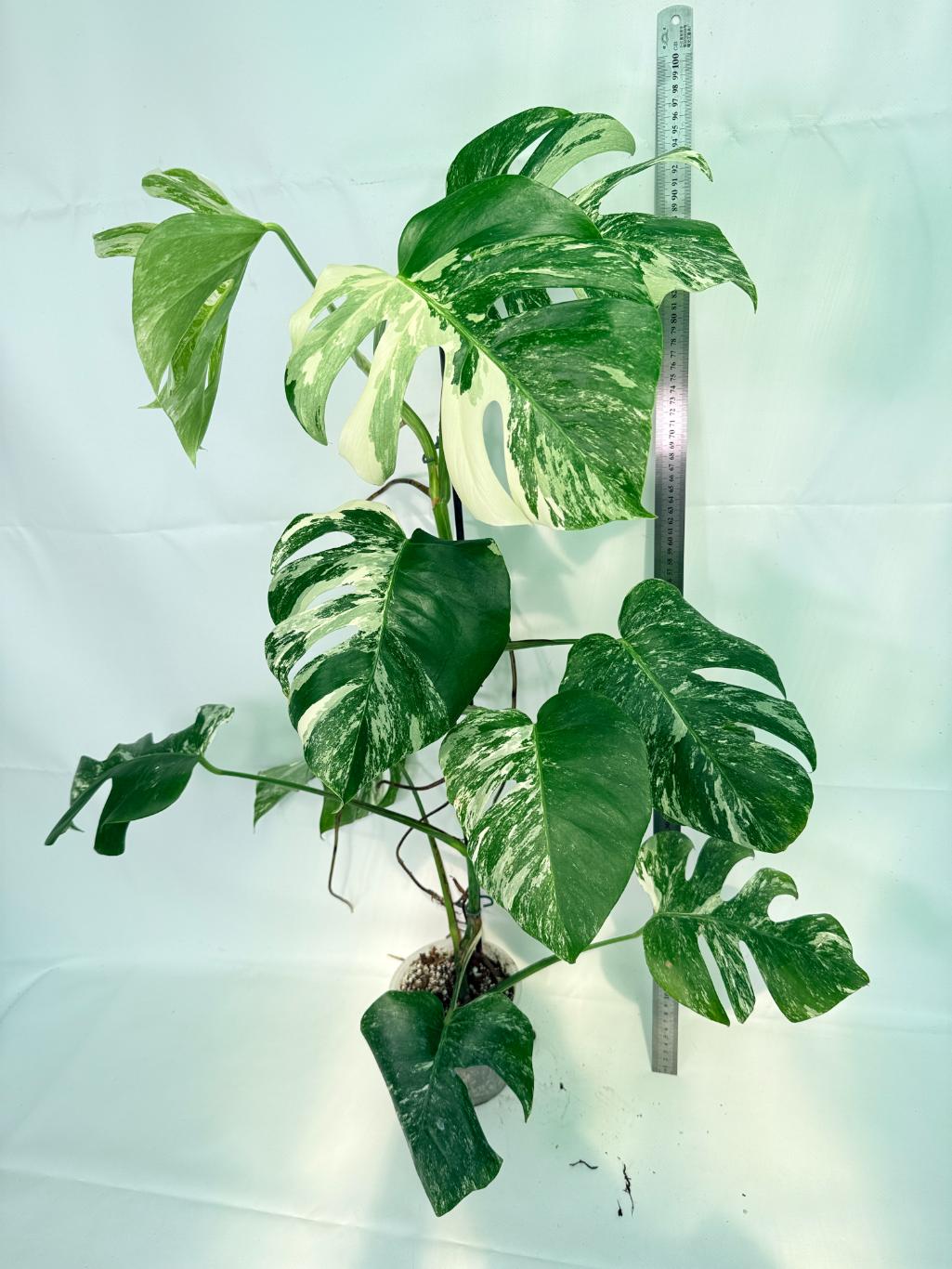 Monstera Albo Variegata XXL 02