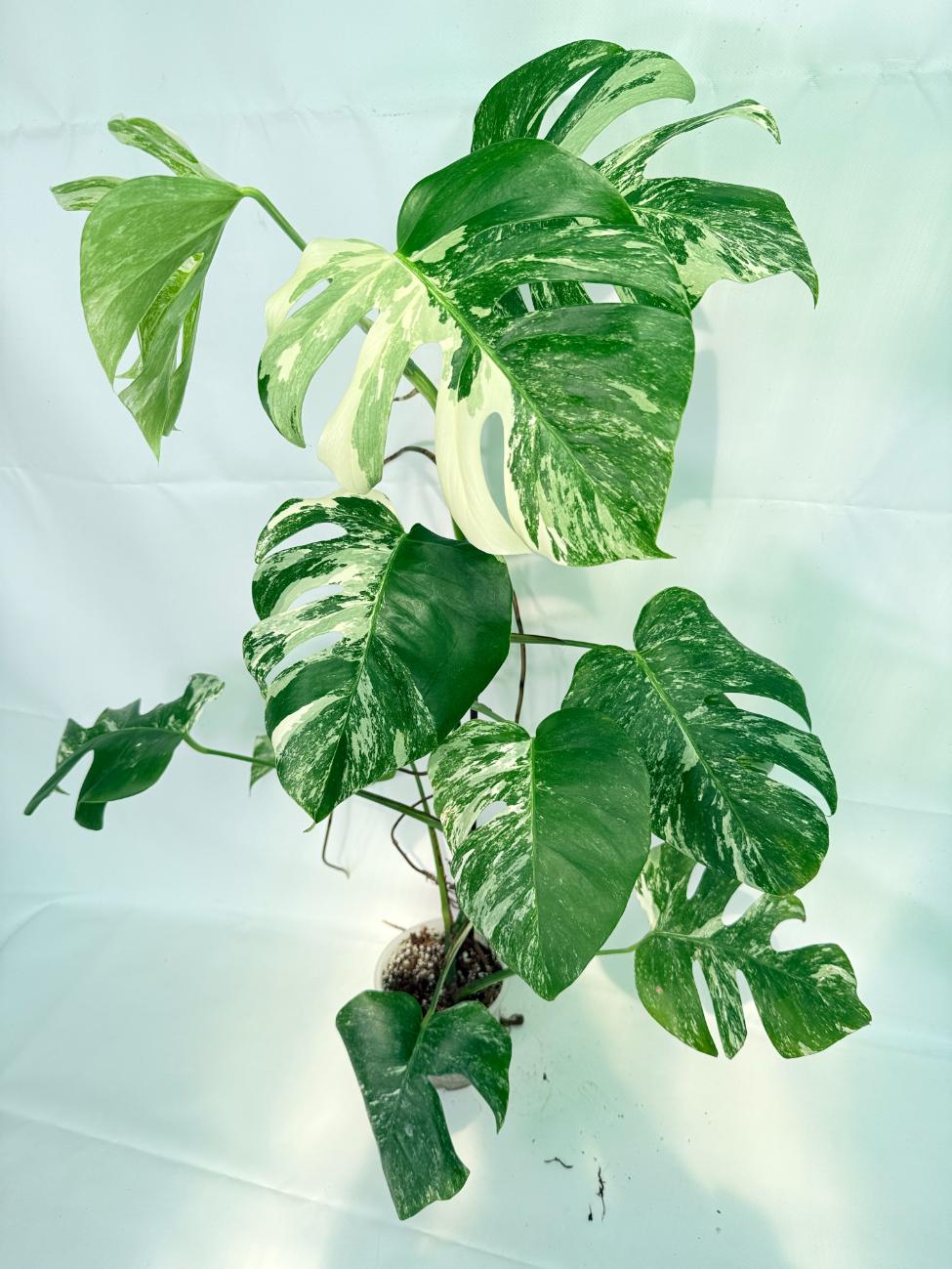 Monstera Albo Variegata XXL 01
