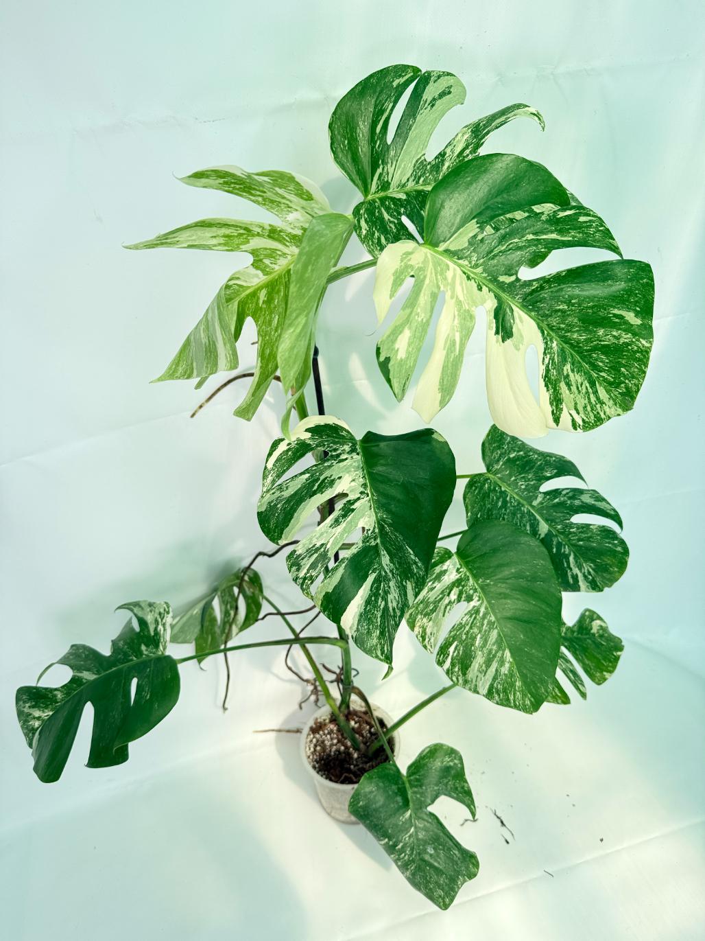 Monstera Albo Variegata XXL 03