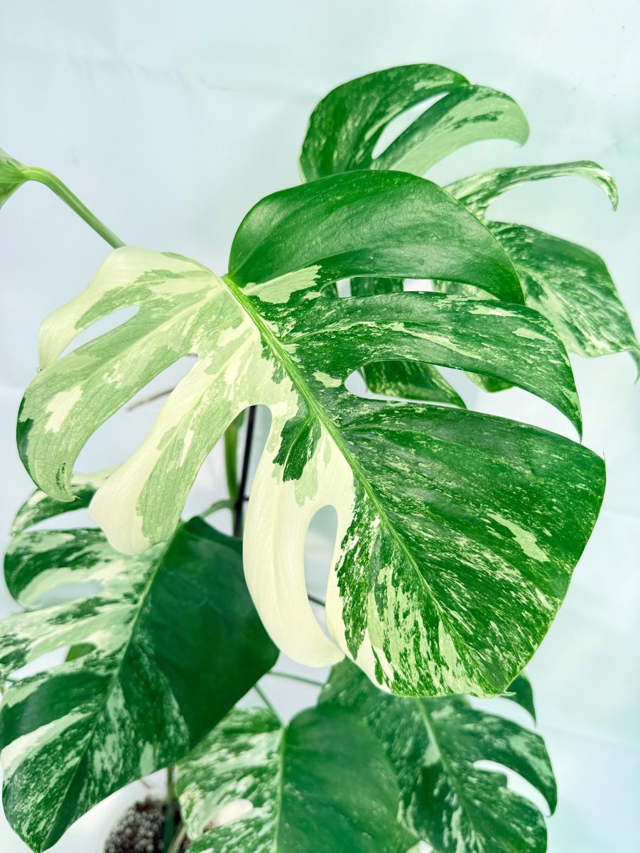 Monstera Albo Variegata XXL 04