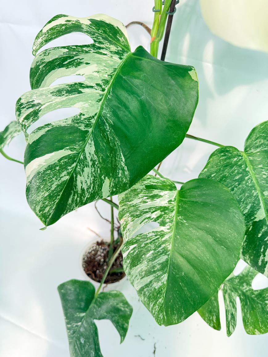 Monstera Albo Variegata XXL 05