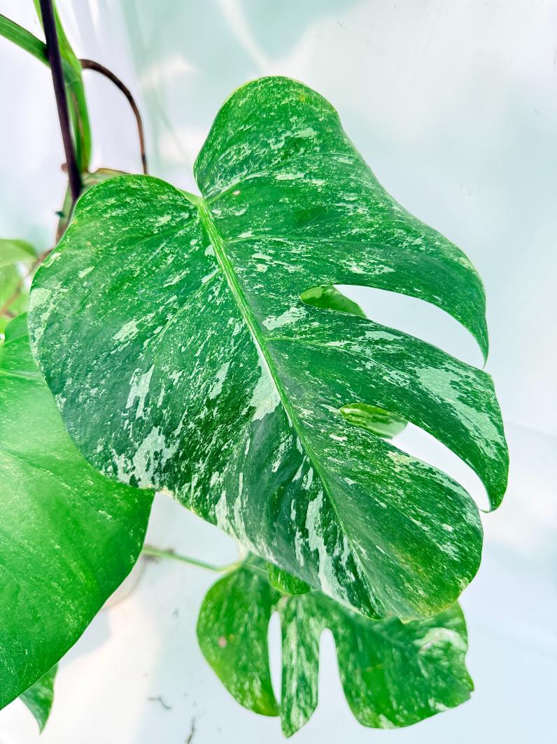 Monstera Albo Variegata XXL 06