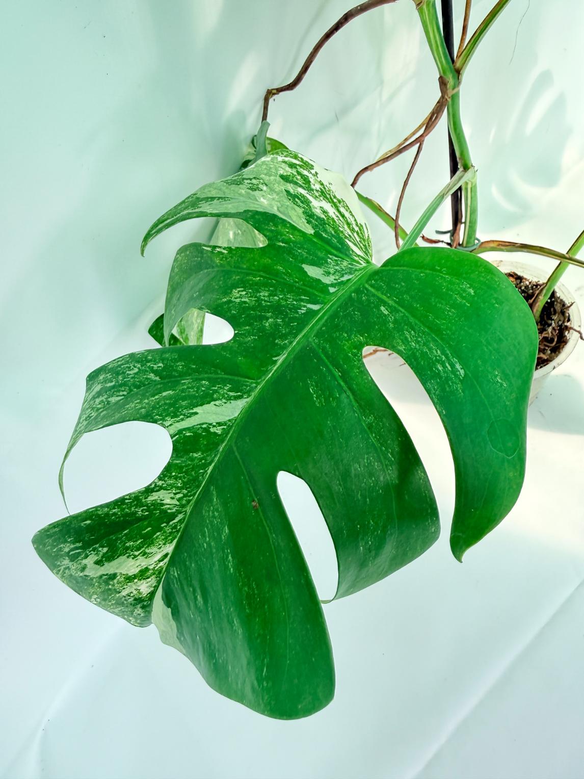 Monstera Albo Variegata XXL 07