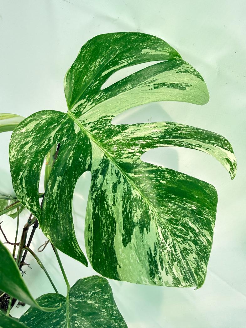 Monstera Albo Variegata XXL 08